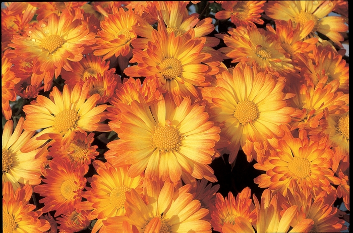 Mum - Orange / Bronze - Chrysanthemum Stacy Dazzling Orange Mum - Orange / Bronze - Chrysanthemum Stacy Dazzling Orange
