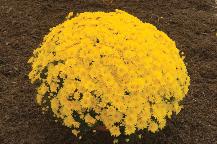 Elena Gold - Chrysanthemum Elena Gold - Chrysanthemum
