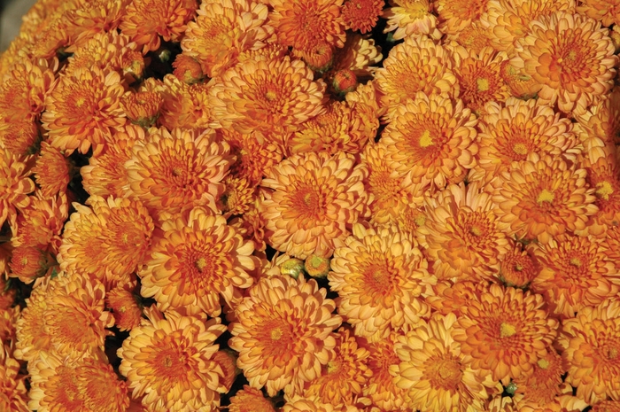 Garden Mum - Chrysanthemum Fancy Ursula Orange Garden Mum - Chrysanthemum Fancy Ursula Orange