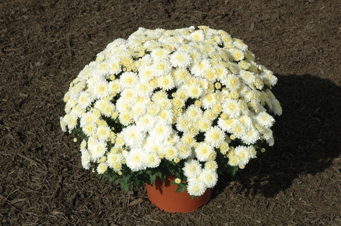 Frosty Cheryl - Chrysanthemum 