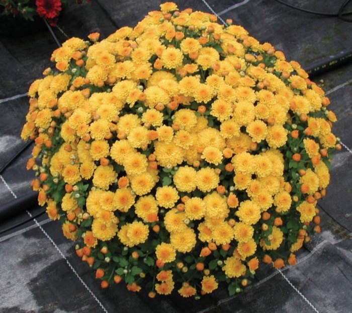 Garden Mum - Chrysanthemum Gold Gigi Garden Mum - Chrysanthemum Gold Gigi