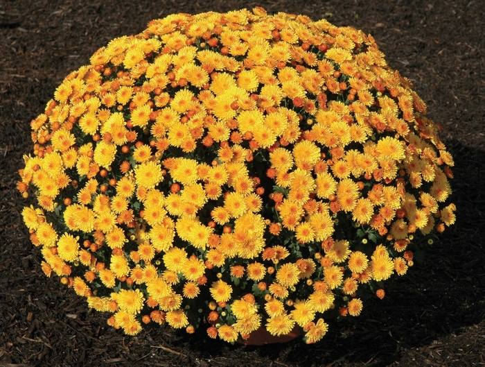 Mum - Chrysanthemum Golden Cheryl Mum - Chrysanthemum Golden Cheryl