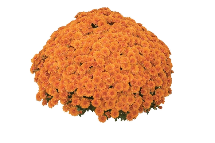 Hannah Orange - Chrysanthemum x morifolium