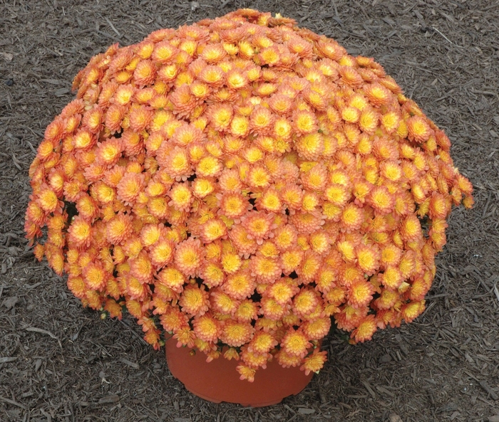 Garden Mum - Chrysanthemum 'Jacqueline Orange Fusion' Garden Mum - Chrysanthemum 'Jacqueline Orange Fusion'