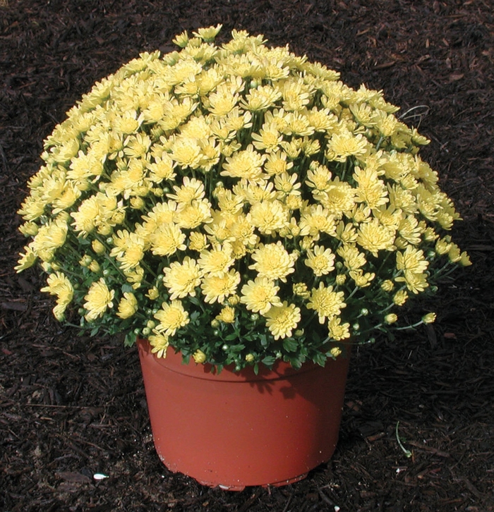 Garden Mum - Chrysanthemum x morifolium 'Jacqueline Yellow' Garden Mum - Chrysanthemum x morifolium 'Jacqueline Yellow'