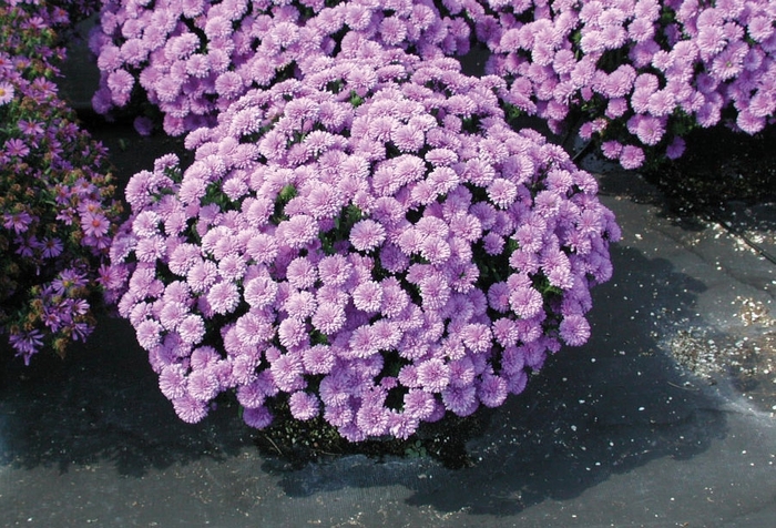Aster - Aster novi-belgii 'Henry III Purple' Aster - Aster novi-belgii 'Henry III Purple'