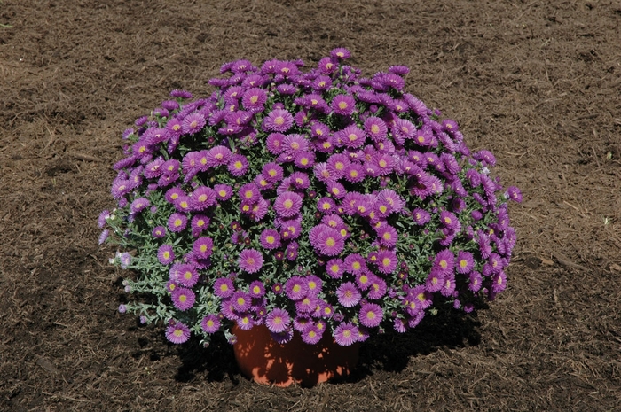 Magic Purple - Aster novi-belgii Magic Purple - Aster novi-belgii