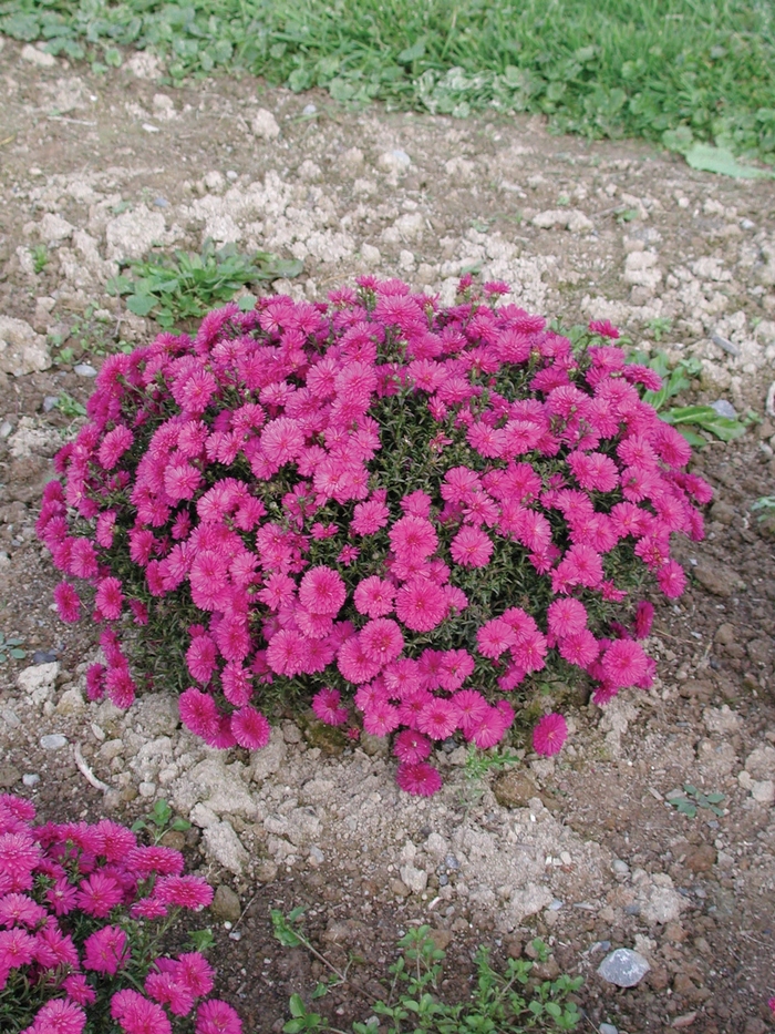 Marie III Dark Pink - Aster novi-belgii 