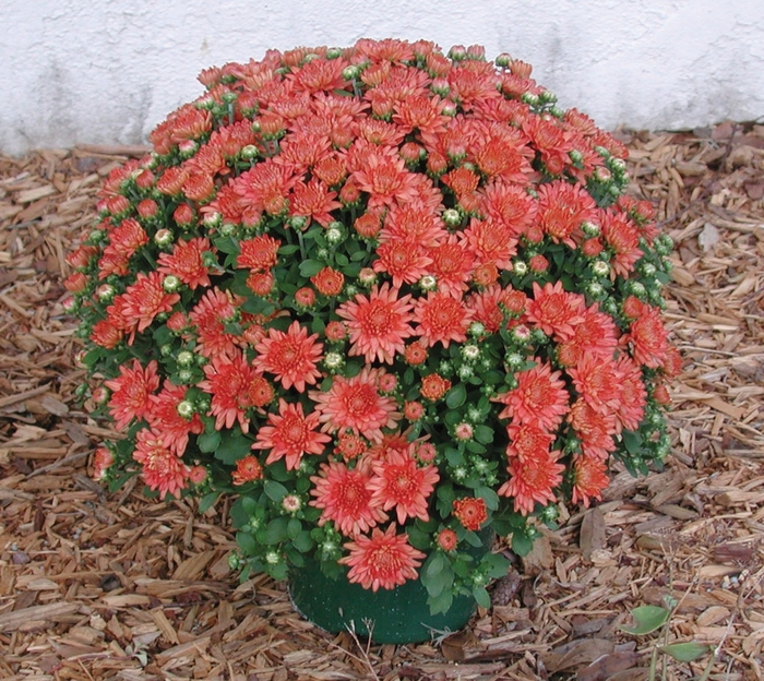 Ursula™ ''Jazzy Coral'' - Chrysanthemum x morifolium (Garden Mum) Ursula™ ''Jazzy Coral'' - Chrysanthemum x morifolium (Garden Mum)