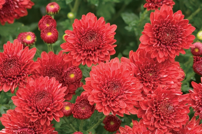 Mum - Chrysanthemum x morifolium 'Jolly Cheryl Red' Mum - Chrysanthemum x morifolium 'Jolly Cheryl Red'