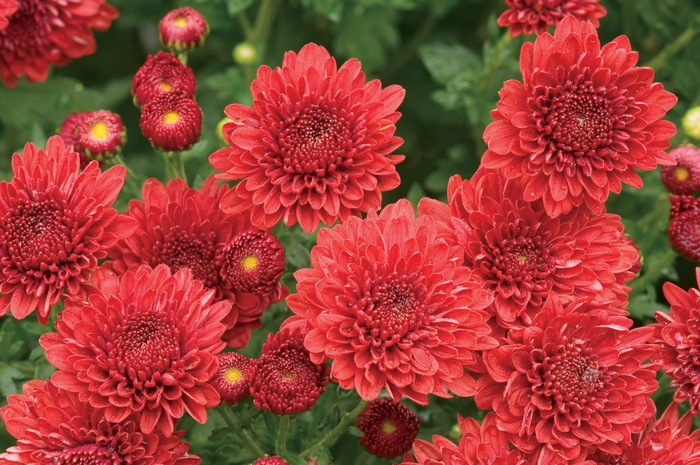 Mum - Chrysanthemum x morifolium 'Jolly Cheryl Red'