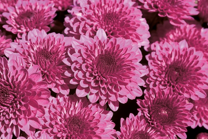 Mum - Chrysanthemum Regal Cheryl Purple
