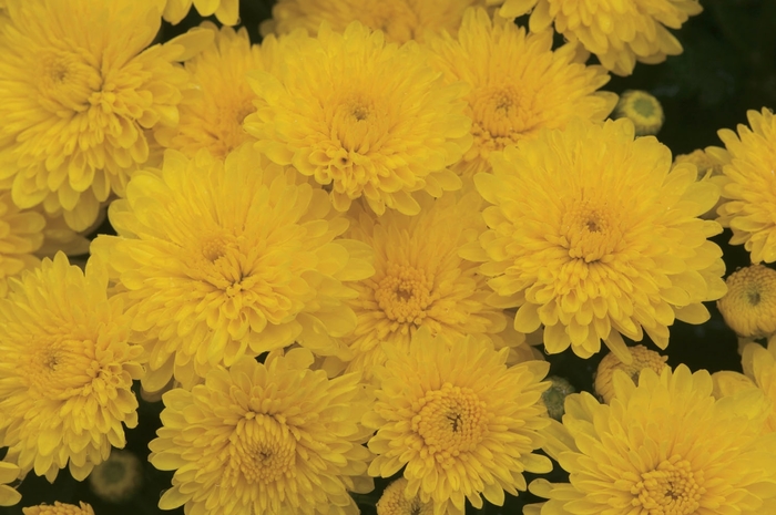 Mum - Chrysanthemum Sparkling Cheryl Yellow Mum - Chrysanthemum Sparkling Cheryl Yellow