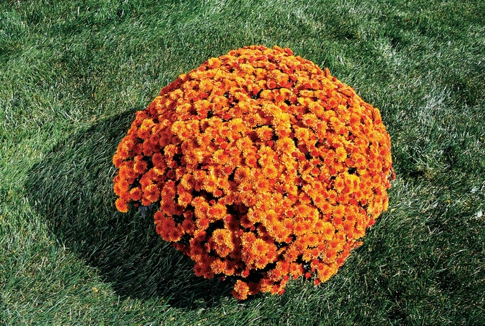 Mum - Chrysanthemum Spicy Cheryl Orange Mum - Chrysanthemum Spicy Cheryl Orange