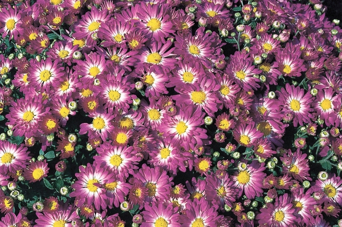 Stacy™ Pink - Chrysanthemum grandiflorum Stacy™ Pink - Chrysanthemum grandiflorum