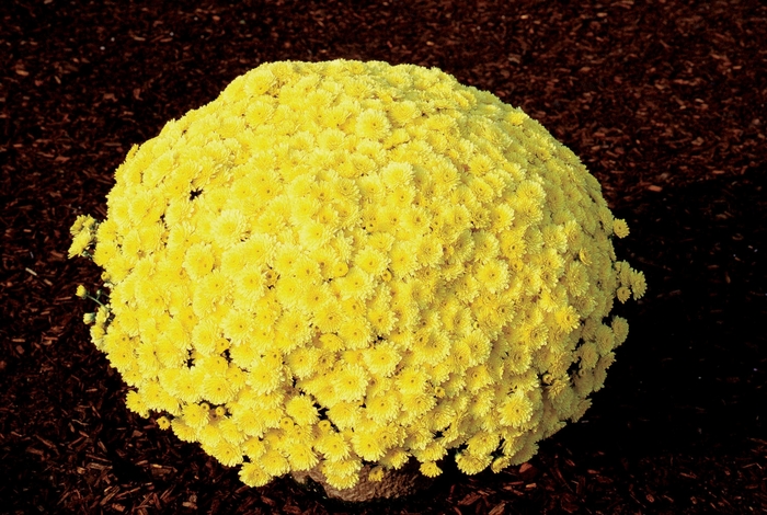 Sunny Ursula - Chrysanthemum x morifolium Sunny Ursula - Chrysanthemum x morifolium