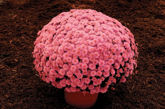 Ursula™ ''Lavender'' - Chrysanthemum x morifolium (Garden Mum) Ursula™ ''Lavender'' - Chrysanthemum x morifolium (Garden Mum)