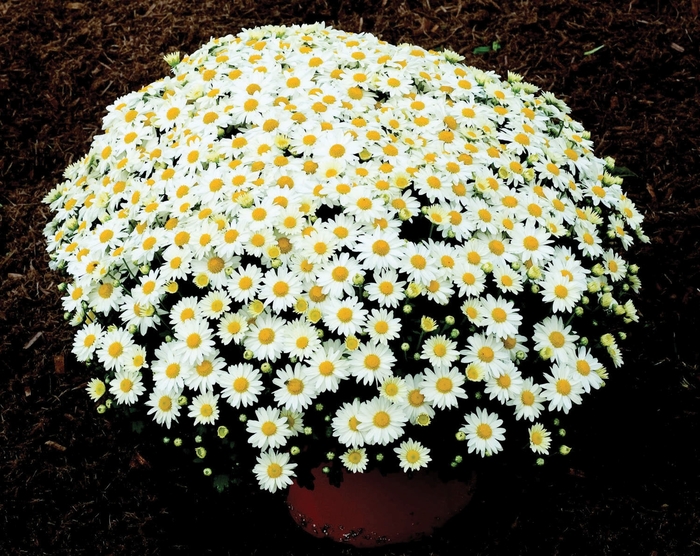 Garden Mum - Chrysanthemum x morifolium 'Vanna Snow'
