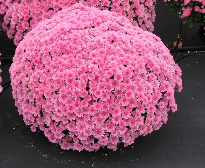 Garden Mum - Chrysanthemum x morifolium 'Wanda Lavender' Garden Mum - Chrysanthemum x morifolium 'Wanda Lavender'