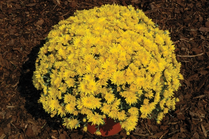 Yolanda Yellow - Chrysanthemum x morifolium 
