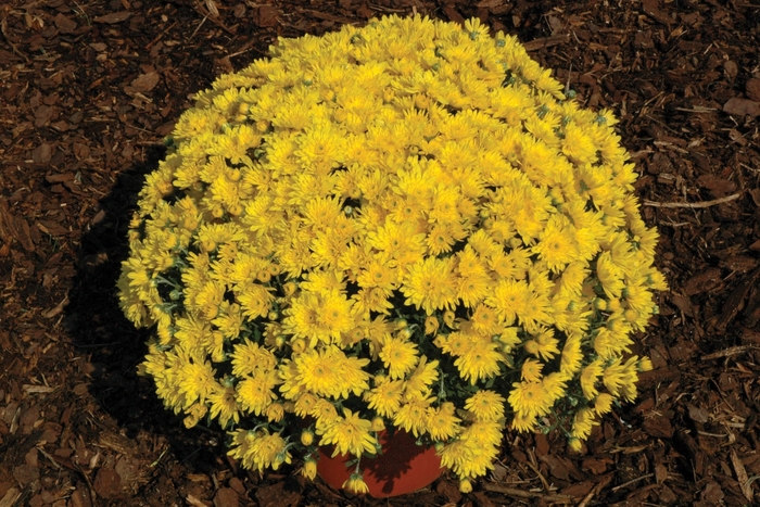 Yolanda Yellow - Chrysanthemum x morifolium Yolanda Yellow - Chrysanthemum x morifolium
