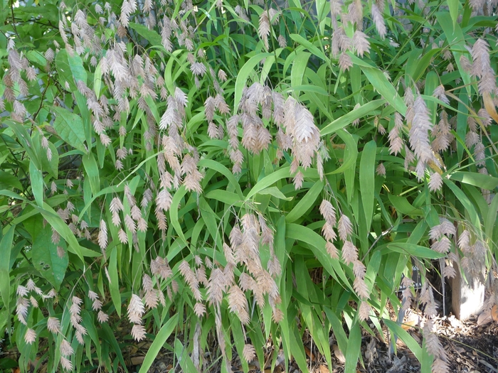 Northern Sea Oats - Chasmanthium latifolium