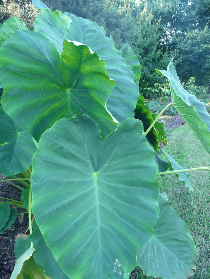 Colocasia (Elephant Ear) - Colocasia esculenta 'Jack's Giant' Colocasia (Elephant Ear) - Colocasia esculenta 'Jack's Giant'