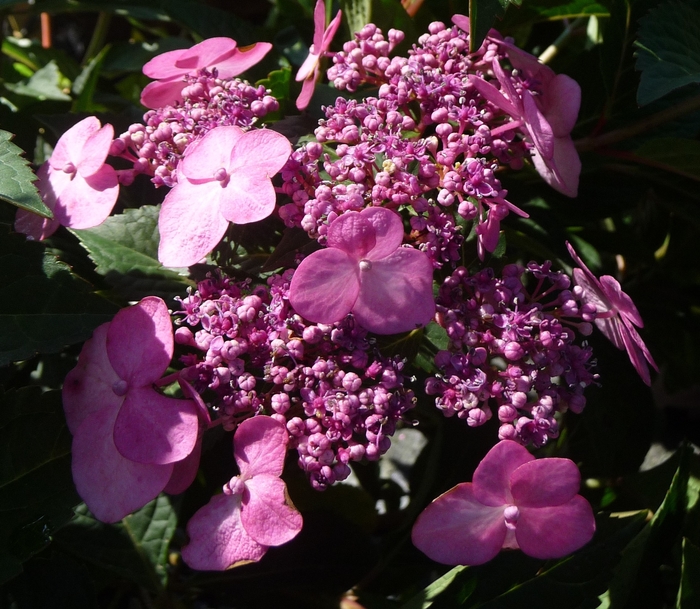 Endless Summer® Twist and Shout™ - Hydrangea macrophylla 'Twist and Shout™'