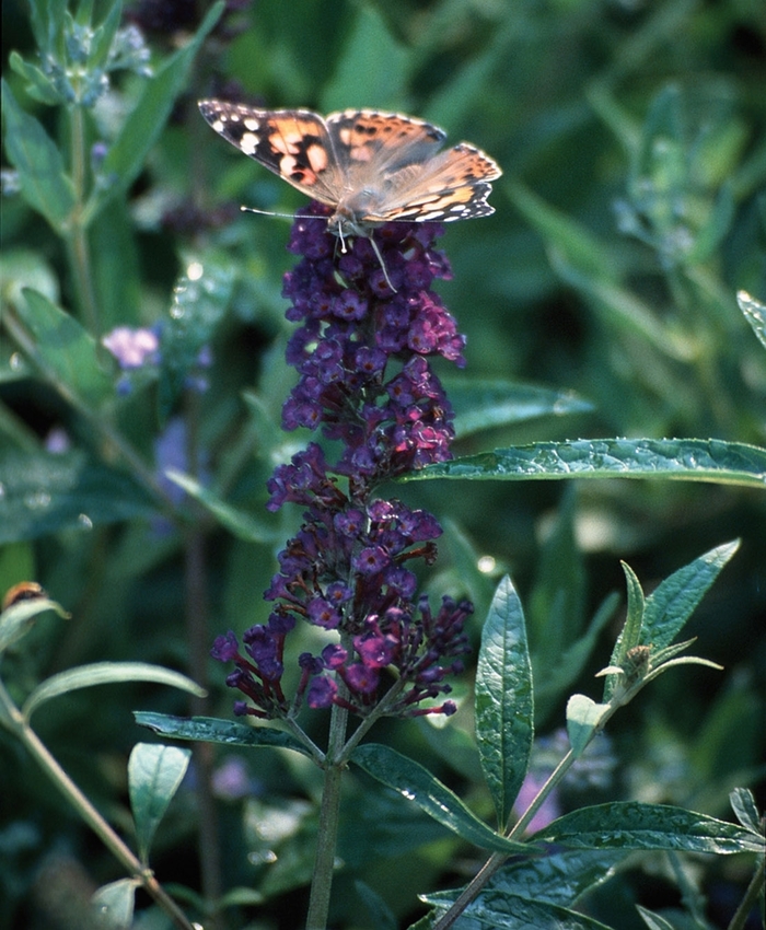 Butterfly Bush - Buddleia davidii 'Black Knight' Butterfly Bush - Buddleia davidii 'Black Knight'