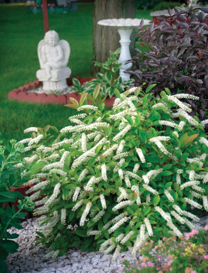 Little Henry® - Sweetspire Itea virginica Little Henry® - Sweetspire Itea virginica