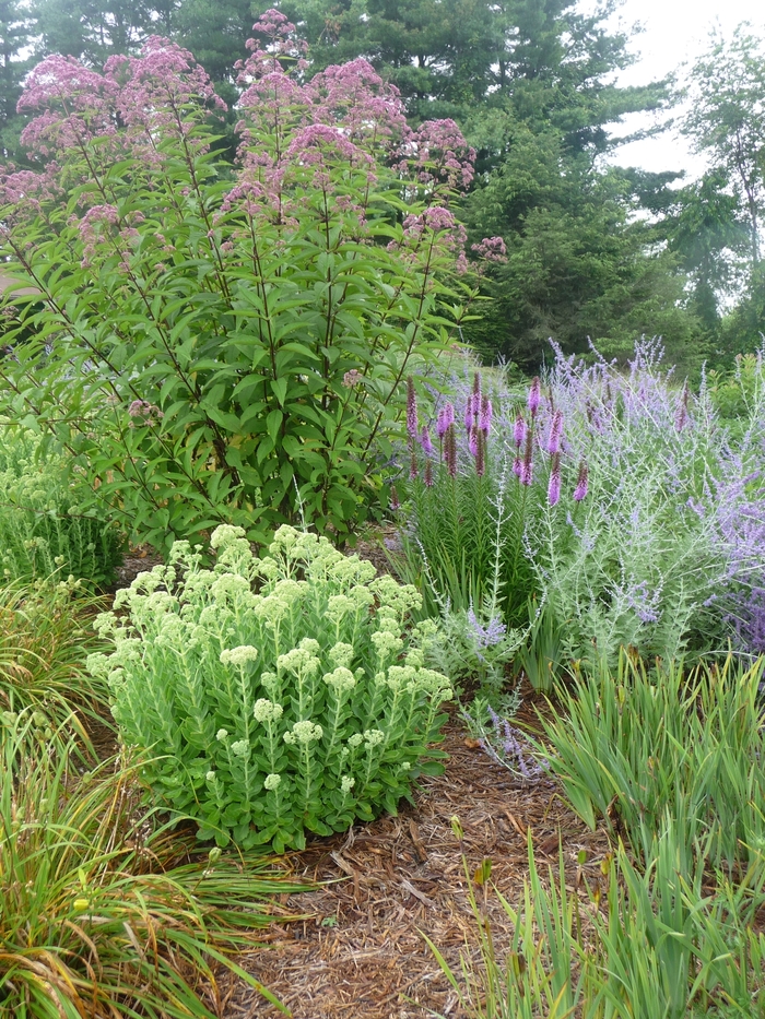 Russian Sage - Perovskia atriplicifolia