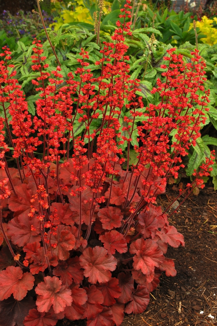 Coral Bells - Heuchera Soda™ 'Cherry Cola'