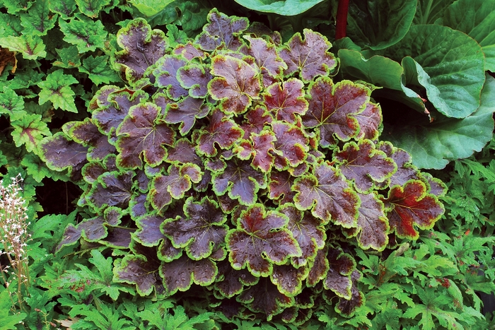 Foamy Bells - Heucherella 'Solar Eclipse' Foamy Bells - Heucherella 'Solar Eclipse'
