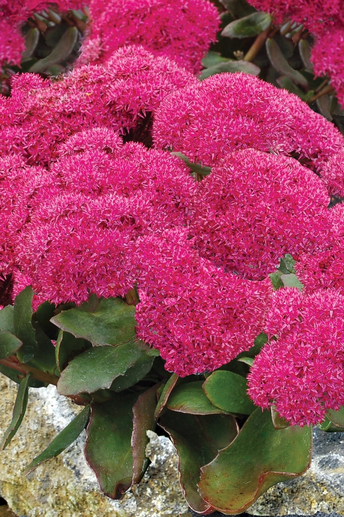 Stonecrop - Sedum 'Birthday Party' Stonecrop - Sedum 'Birthday Party'
