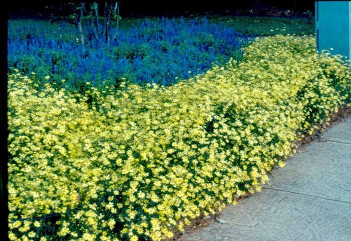 Tickseed - Coreopsis verticillata 'Moonbeam'