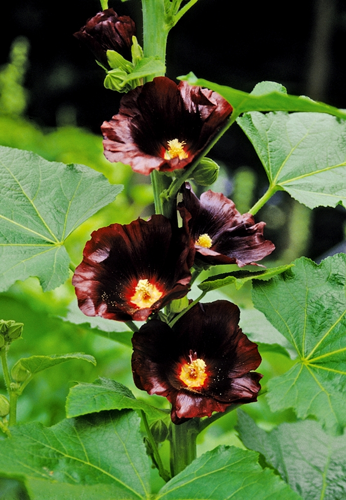 Hollyhock - Alcea rosea 'Blacknight' Hollyhock - Alcea rosea 'Blacknight'