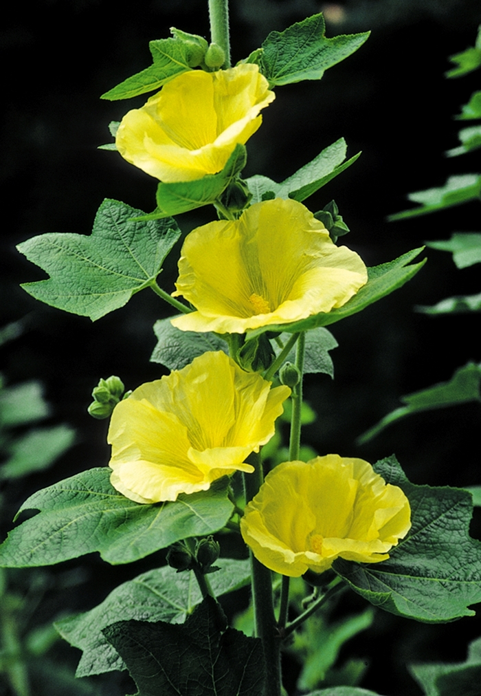 Hollyhock - Alcea rosea 'Sunshine' Hollyhock - Alcea rosea 'Sunshine'