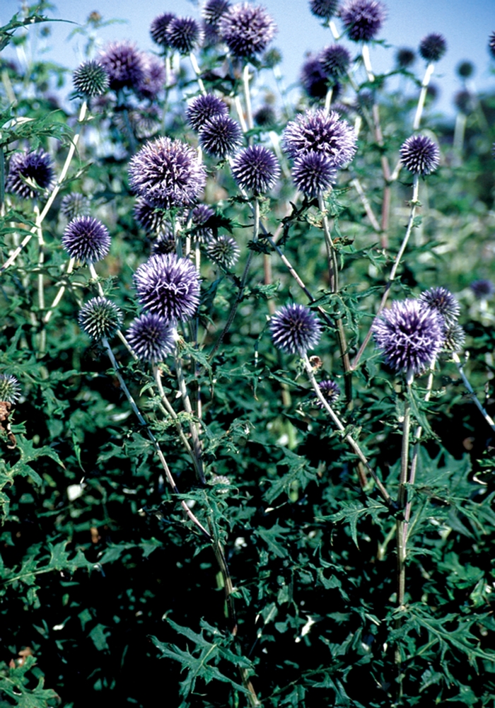 Globe Thistle - Echinops bannaticus 'Blue Glow' Globe Thistle - Echinops bannaticus 'Blue Glow'
