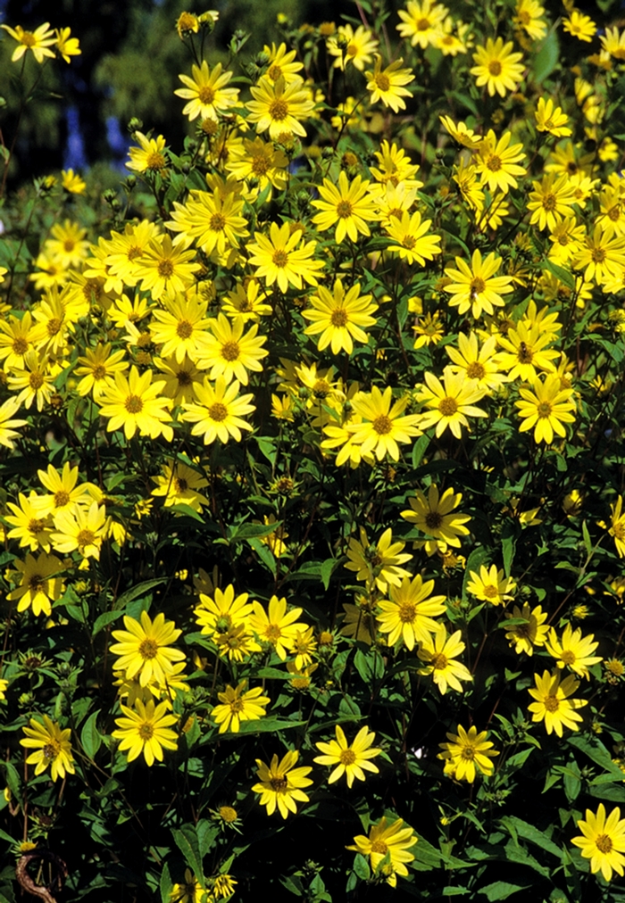 Thin-leaved Sunflower - Helianthus 'Lemon Queen'