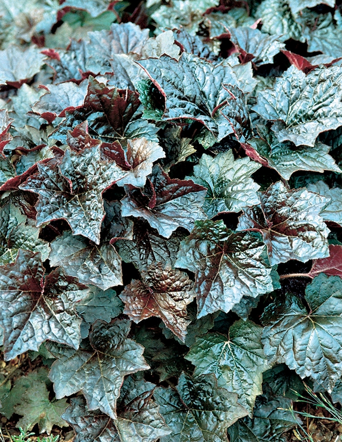 Coral Bells - Heuchera americana 'Palace Purple' Coral Bells - Heuchera americana 'Palace Purple'
