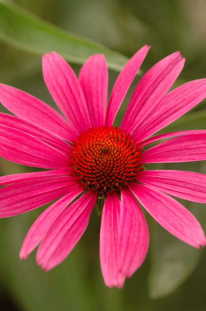 Coneflower - Echinacea purpurea 'Ruby Star (Rubinstern)'