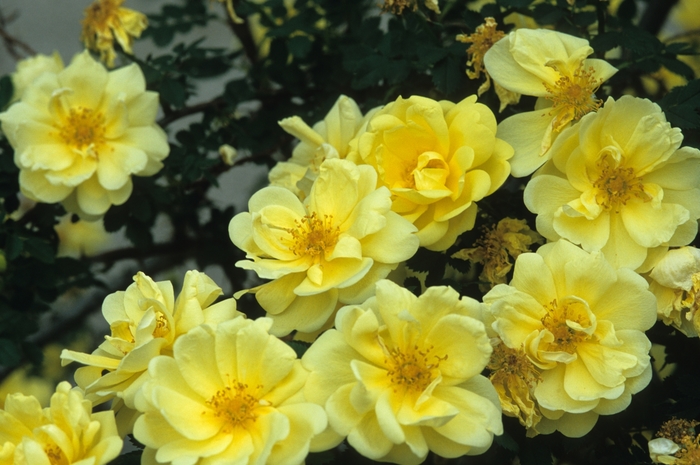 The Sunny Knock Out® Rose - Rosa 'Knock Out Sunny' The Sunny Knock Out® Rose - Rosa 'Knock Out Sunny'