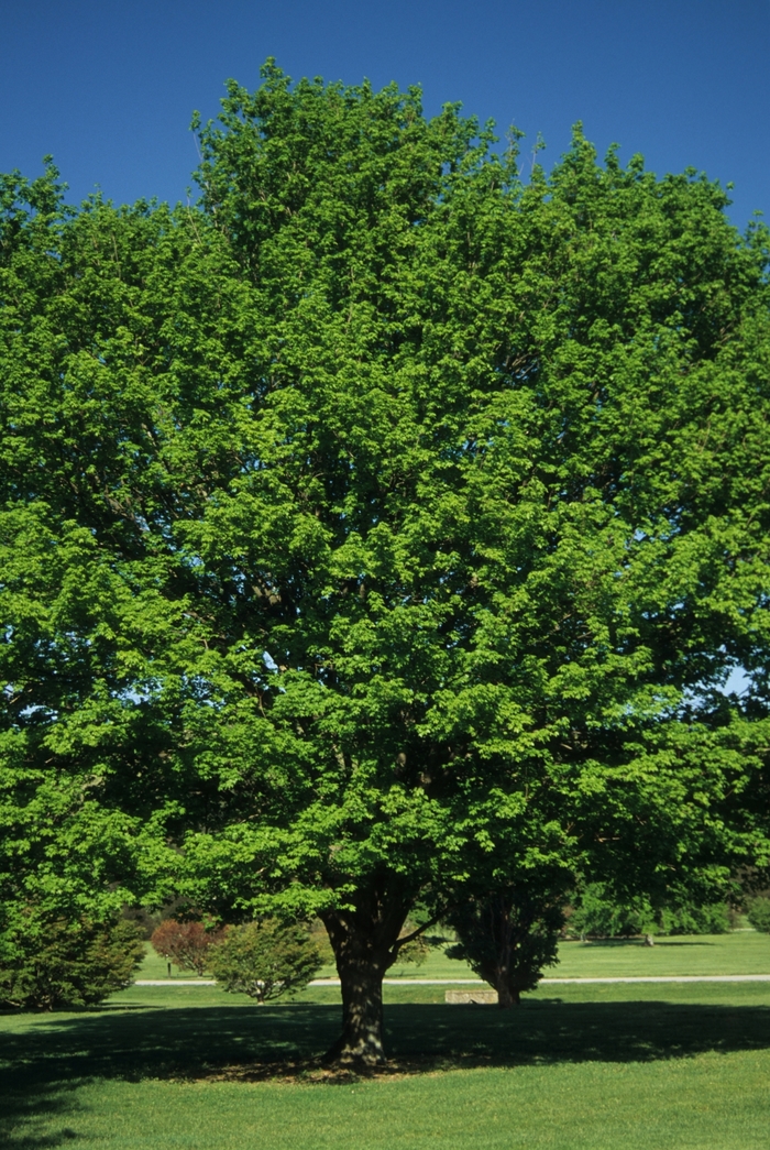 Sugar Maple - Acer saccharum