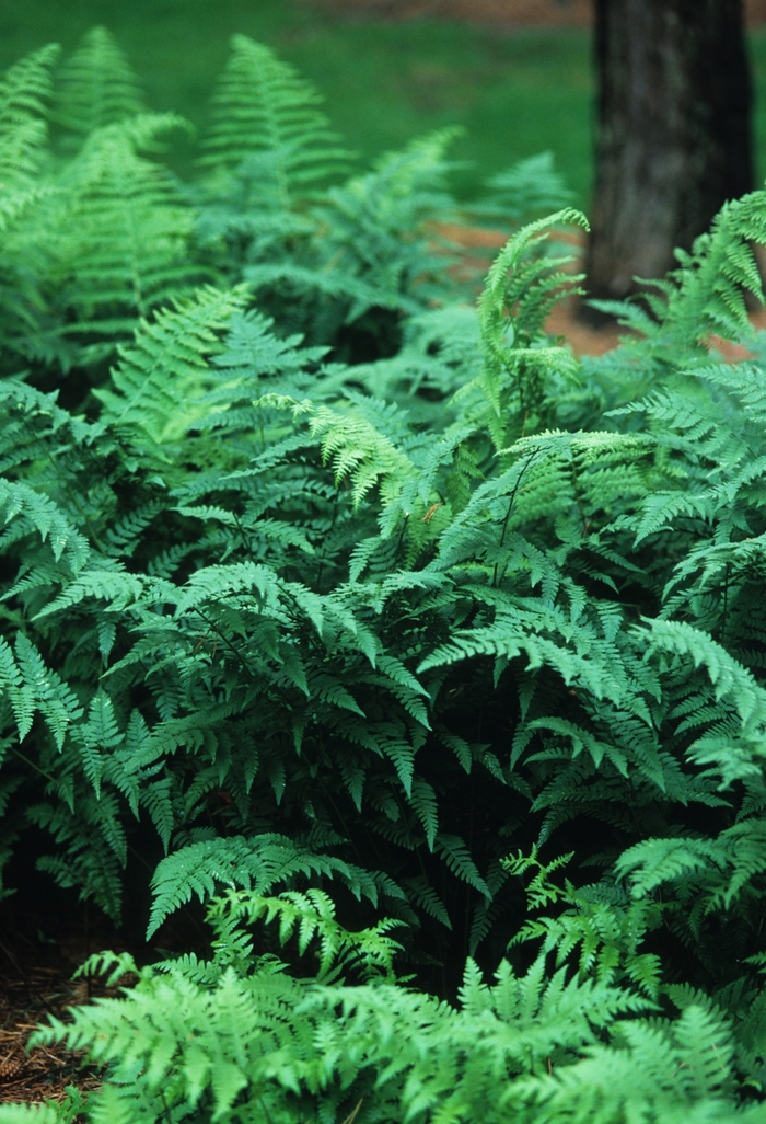 Fern Lady - Athyrium filix-femina