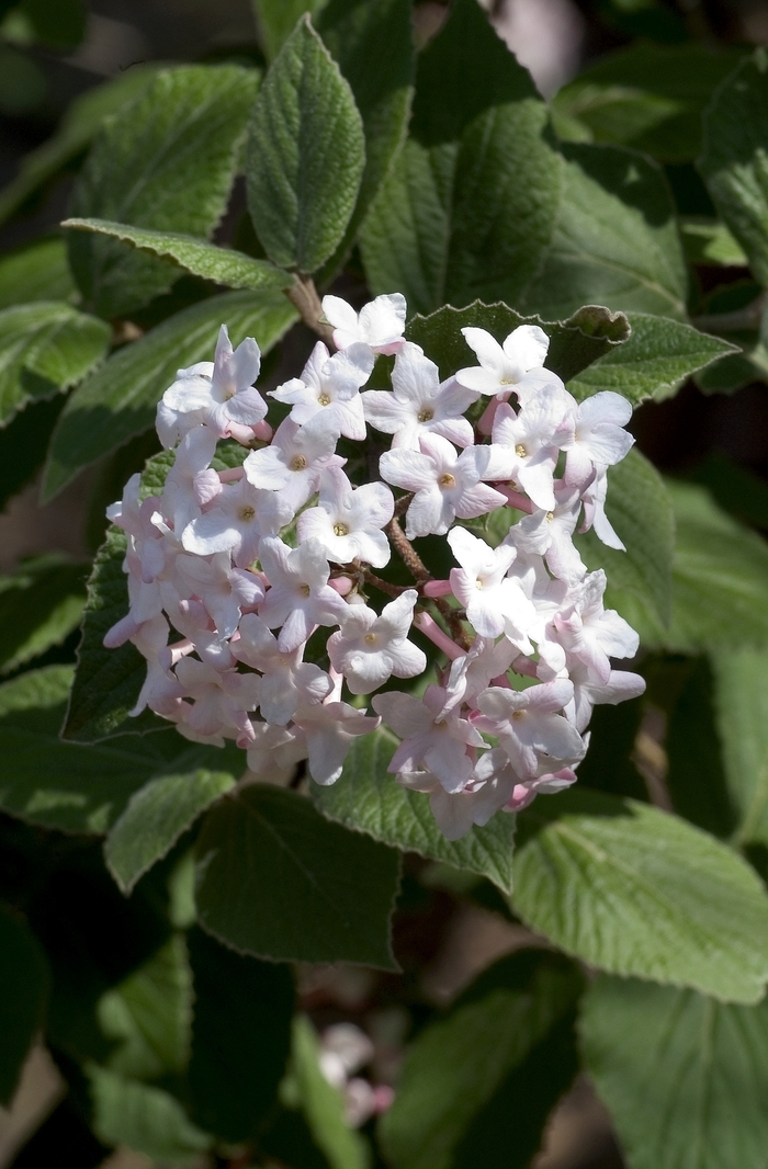 Korean Spice Viburnum - Viburnum carlesii