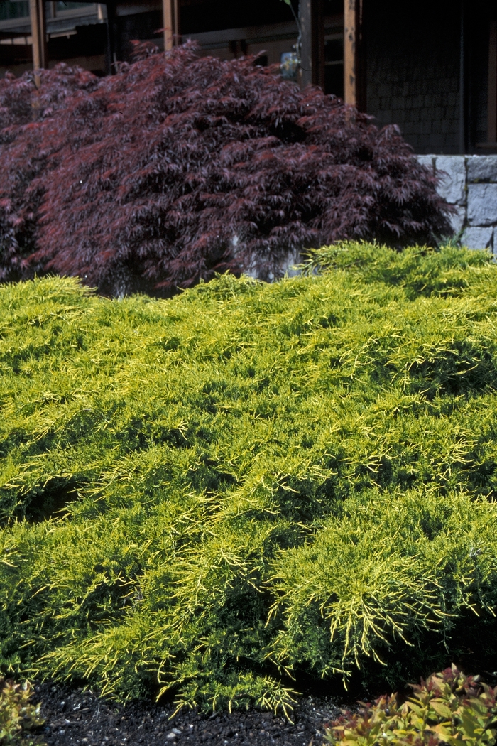 Sea Of Gold® Juniper - Juniperus x pfitzeriana 'MonSan'