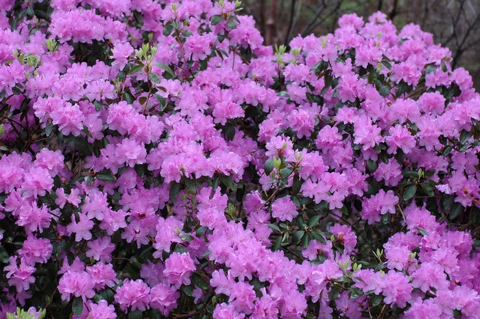 'Purple Gem' Rhododendron - Rhododendron 'Purple Gem' 'Purple Gem' Rhododendron - Rhododendron 'Purple Gem'
