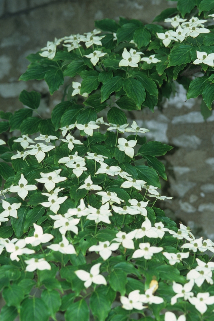 Milky Way Chinese Dogwood - Cornus kousa 'Milky Way' Milky Way Chinese Dogwood - Cornus kousa 'Milky Way'