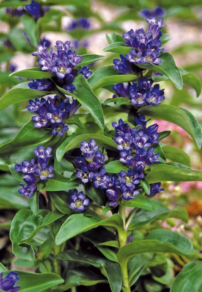 Gentian - Gentiana cruciata 'Blue Cross' Gentian - Gentiana cruciata 'Blue Cross'