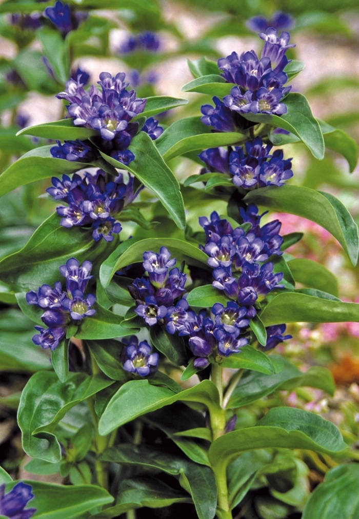 Gentian - Gentiana cruciata 'Blue Cross'